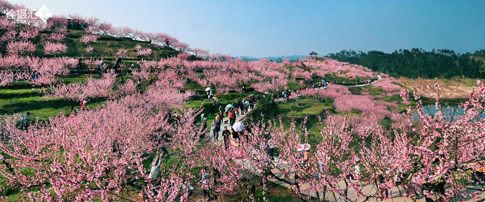 重庆桃花岛最新动态报道