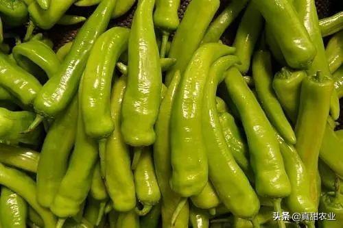 最新圆椒价格揭秘与行情分析🍆