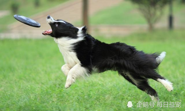 最新免费领养边境牧羊犬，开启宠物领养新篇章